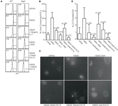 Class I PI3K Provide Lipid Substrate in T Cell Autophagy Through Linked Activity of Inositol Phosphatases